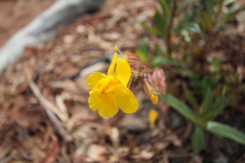 Close-up image of Mimulus guttatus flower.