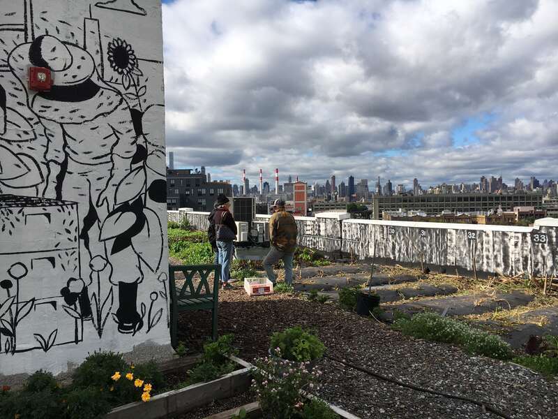 Site: Brooklyn Grange Rooftop Farm - LIC