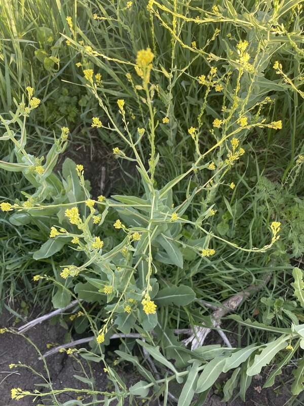 bird's-eye cress (Myagrum perfoliatum)