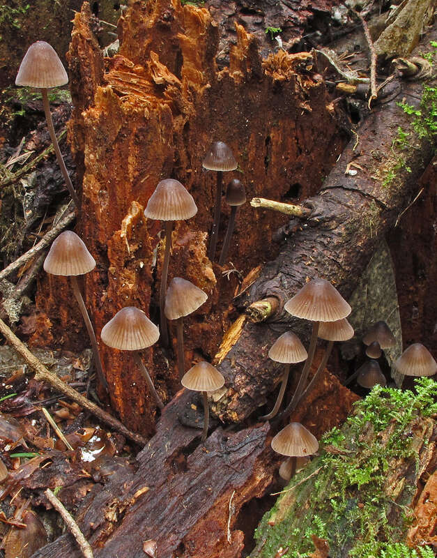 For more information about this, see the observation page at Mushroom Observer.