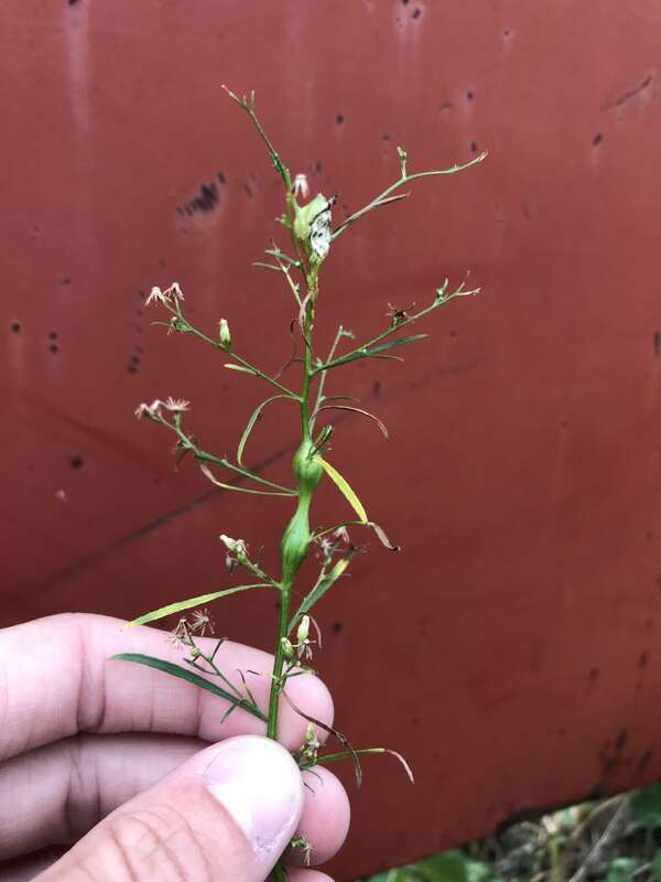 Stem galls caused by Neolasioptera erigerontis, a species of insect.