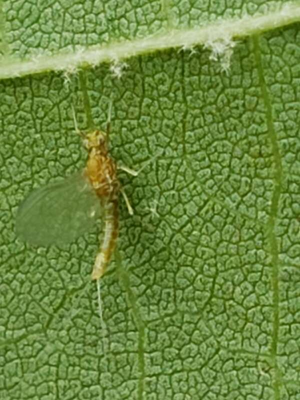 Nixe perfida. Species of insect.