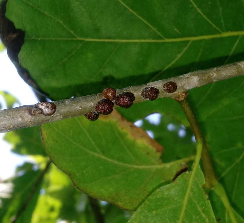 Photo of Oak Lecanium Scale uploaded from iNaturalist.