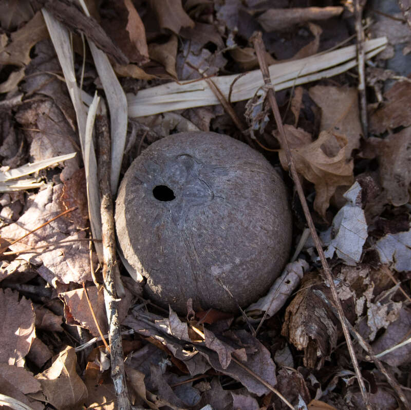 An oak apple -- a gall that fell from an oak tree. A wasp larva (Amphibolips confluenta) secretes a chemical that alters the leaf, forming these balls that are a little bigger than a golf ball.