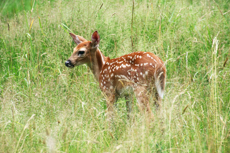 White-tailed Deer (Odocoileus virginianus)