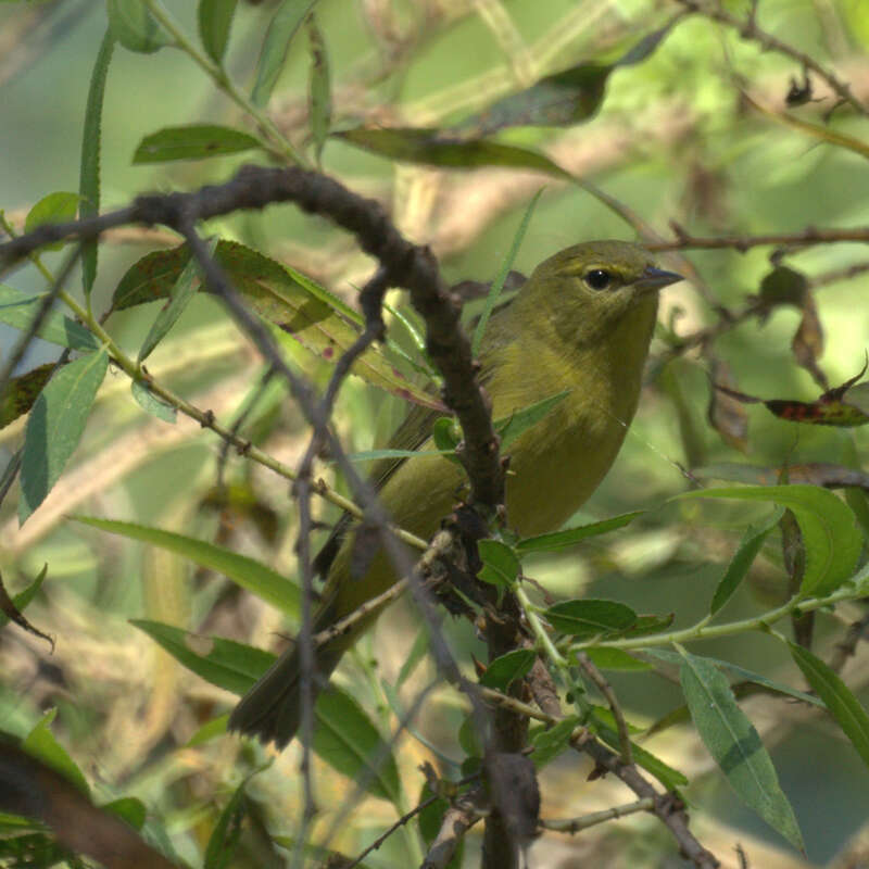 Huntington Central Park

Huntington Beach, CA