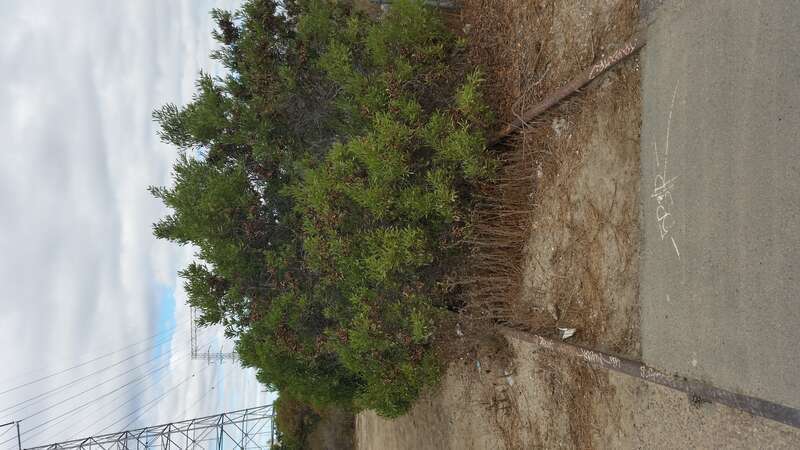 Old train tracks crossing over the Bayshore Bikeway heading towards Bay Marina Drive.