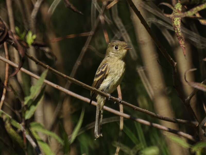Pacific-slope flycatcher, Huntington Central Park, Texas