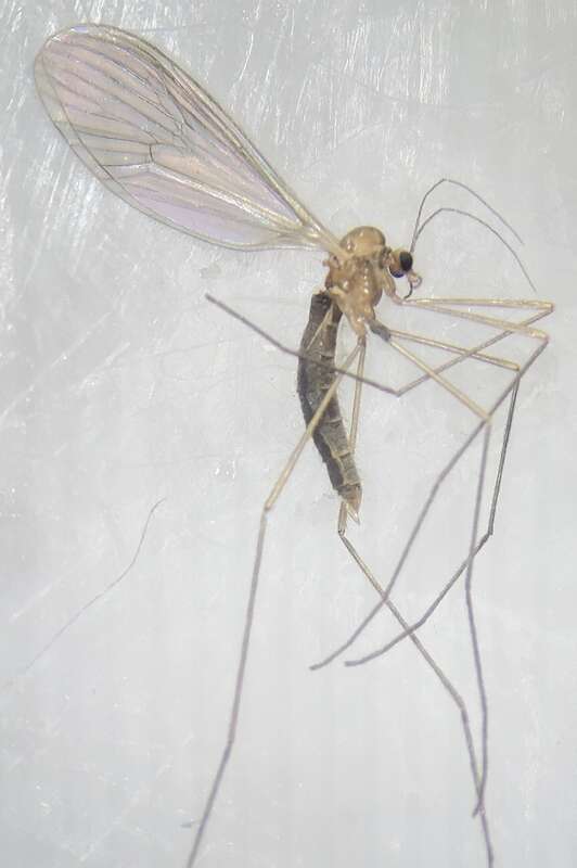 Paracladura trichoptera