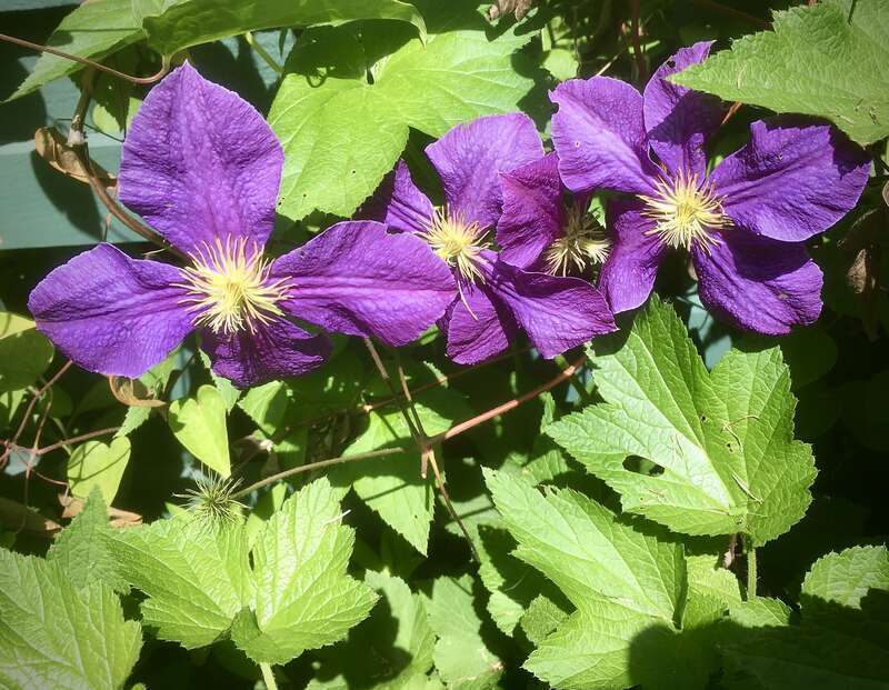 I'm not sure of the ID. No label, and they're no the common ones shown here, &amp;lt;a href=&quot;https://en.wikipedia.org/wiki/Passiflora&quot; rel=&quot;noreferrer nofollow&quot;&amp;gt;en.wikipedia.org/wiki/Passiflora&amp;lt;/a&amp;gt;

Flower gardeners? If there was a label, I