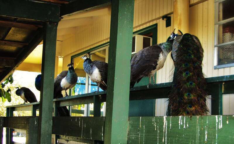 Peacocks meeting on the balcony. / Rencontre de paons sur un balcon, air connu...