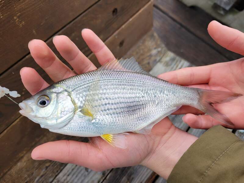 White surfperch (Phanerodon furcatus)