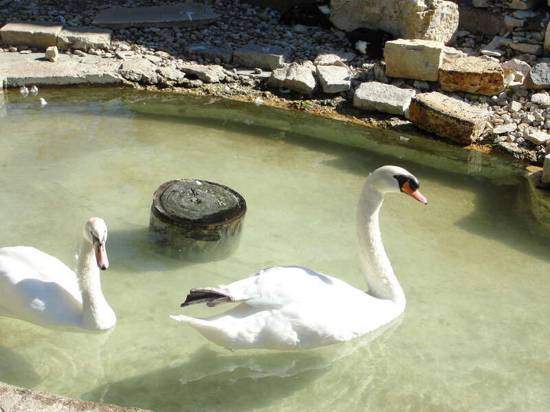 Swan at Phillips Park Zoo in Aurora, Illinois.