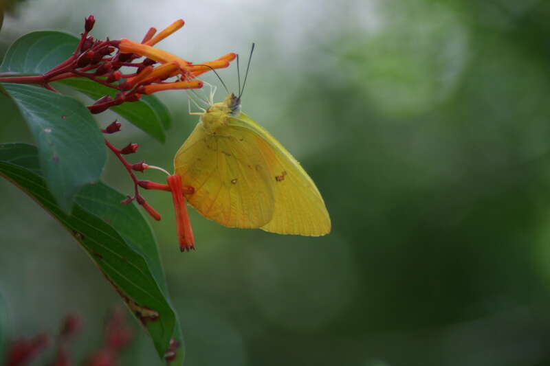 Orange-barred sulphur (Phoebis philea). Note the orange markings seen through the light that are charachtaristic for the species. The picture was taken in Loxahatchee nature refuge in Florida, USA.