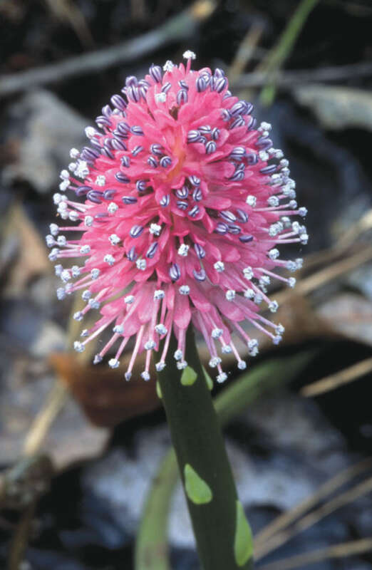 Photo of the Week - 04/28/2010

This photo of swamp pink was taken in Cape May County, New Jersey.
Credit: Gene Nieminen/USFWS

Swamp pink was federally listed as a threatened species in 1988. It occurs in headwater streams and mountain bogs from New