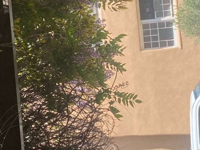 This is to show how these pink flowers grow.