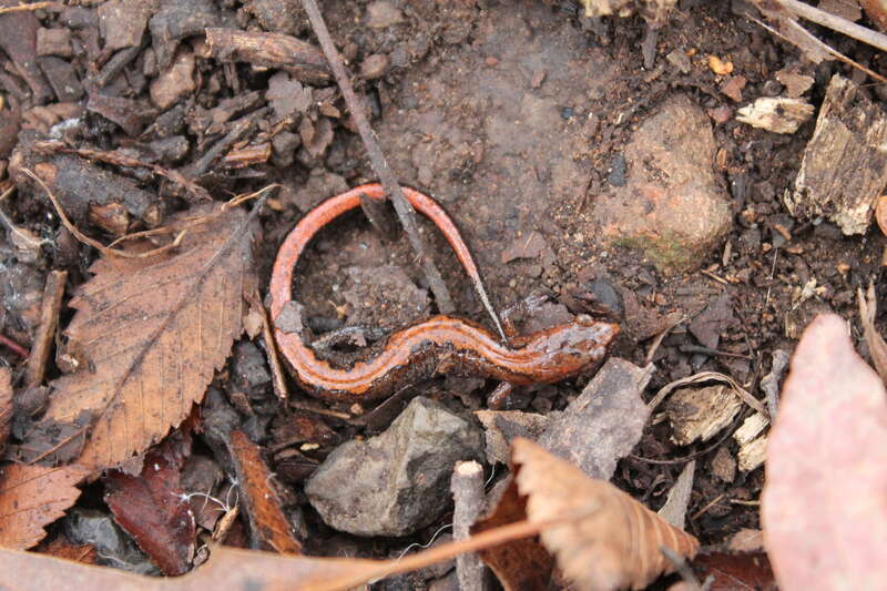 Northern Zigzag Salamander (Plethodon dorsalis)