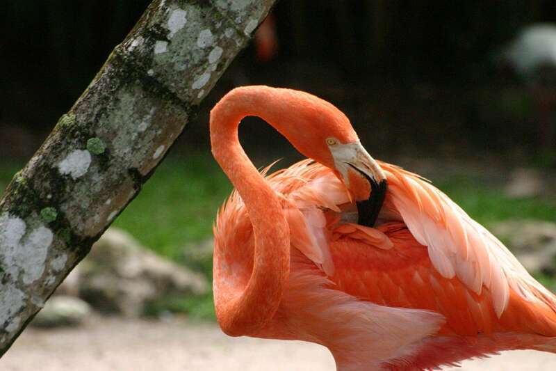 Princess Caribbean Cruise - Day 8