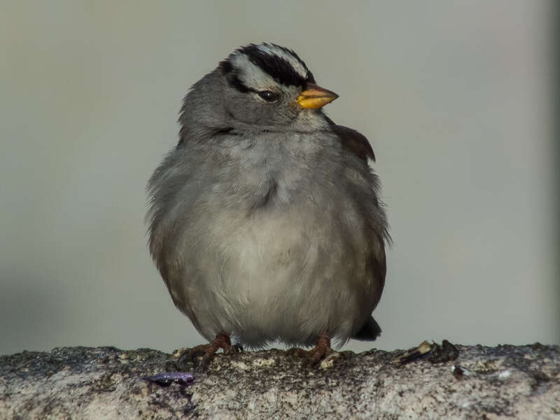 White Crown on the stucco wall