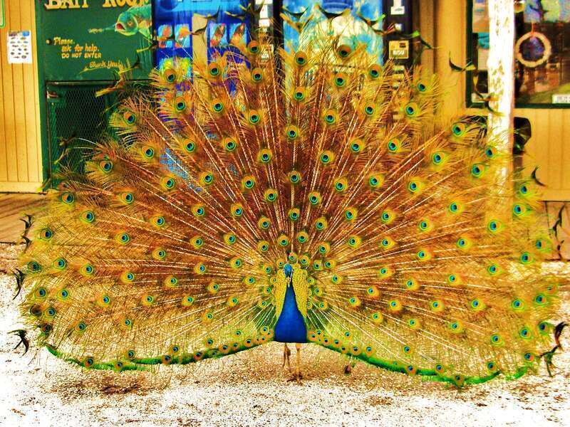 Quoi! Faire le paon moi! / Proud to be a peacock and so what...!