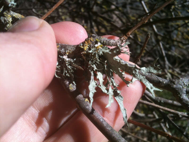 Ramalina leptocarpha