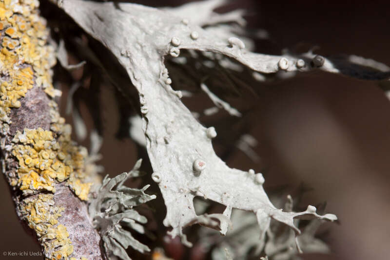 Ramalina leptocarpha