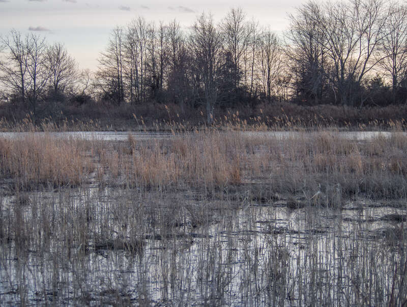 Reeds in the wetlands of Silver Sands State Park.