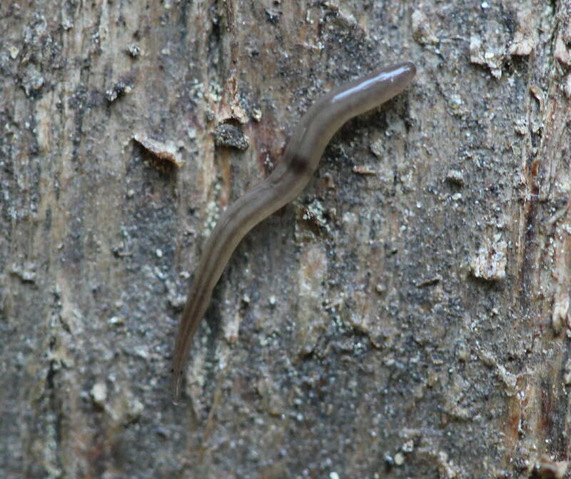 Rhynchodemus sylvaticus in Bethesda, MD, USA