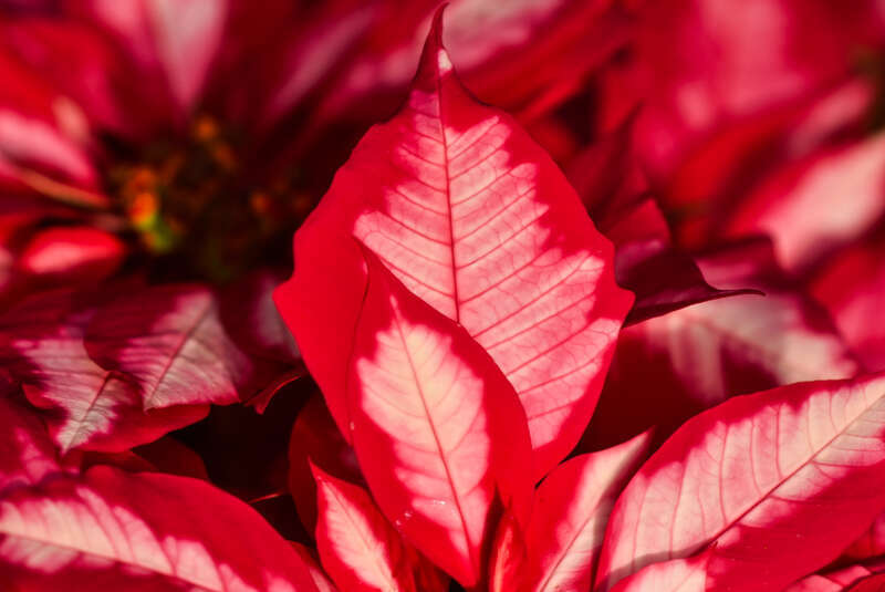 Rockefeller Park Greenhouse