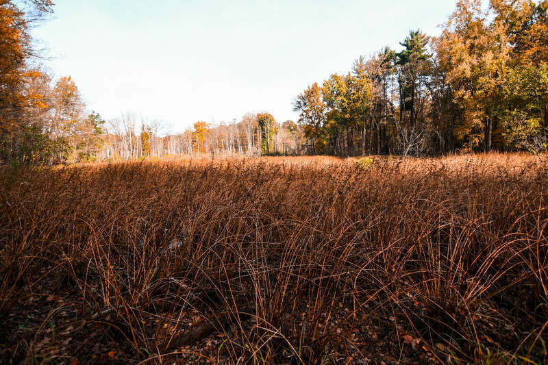 Rocky River Reservation