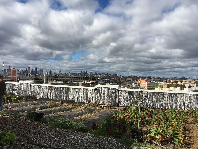 Site: Brooklyn Grange Rooftop Farm - LIC