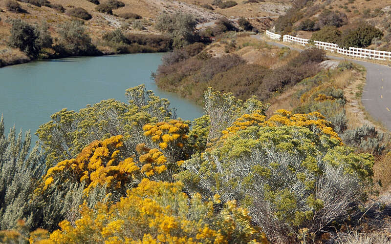 Rubber rabbitbrush along Jordan River Parkway near Salt Lake City, Utah