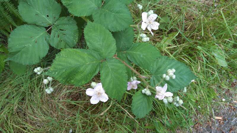 Rubus bifrons (Himalayan blackberry) or Rubus armeniacus
This has oval, serrated edge leaves, a challenging invasive species.  I often carry a pair of garden snippers when I walk, to cut off these when they extend across the sidewalk or trail, they