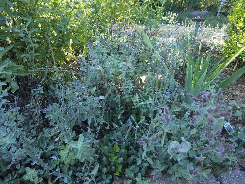 Lavender cotton in the herb harden at Meadowbrook Park in Urbana, Illinois