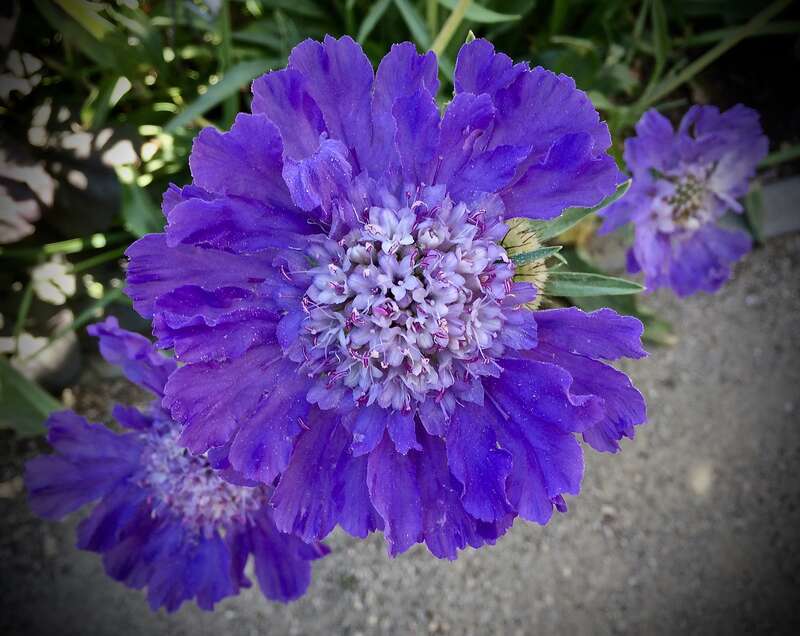Caucasian pincushion flower, &amp;lt;a href=&quot;https://en.wikipedia.org/wiki/Scabiosa_caucasica&quot; rel=&quot;noreferrer nofollow&quot;&amp;gt;en.wikipedia.org/wiki/Scabiosa_caucasica&amp;lt;/a&amp;gt;
New to me. They have some beauties blooming now.

Gamble Garden, Palo Alto