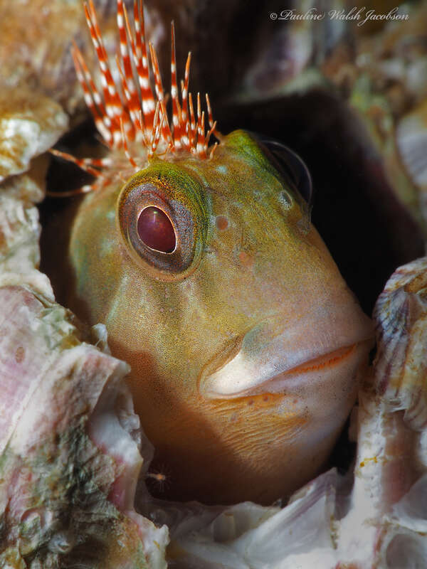 Molly Miller (Scartella cristata) in the United States
