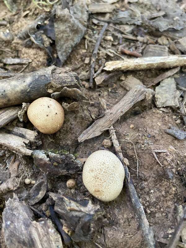 common earthball (Scleroderma citrinum)