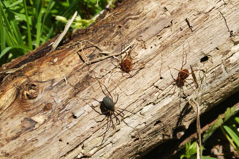 Found at the Red River Refuge in Bossier City, LA.
This was a really neat find. Eumesosoma is a member of the suborder Eupnoi, and these types of harvestmen are commonly found in temperate regions of North America and Eurasia. Vonones ornata,