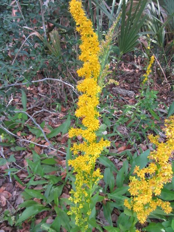 Found in Gamble Rogers State Recreation Area, Florida