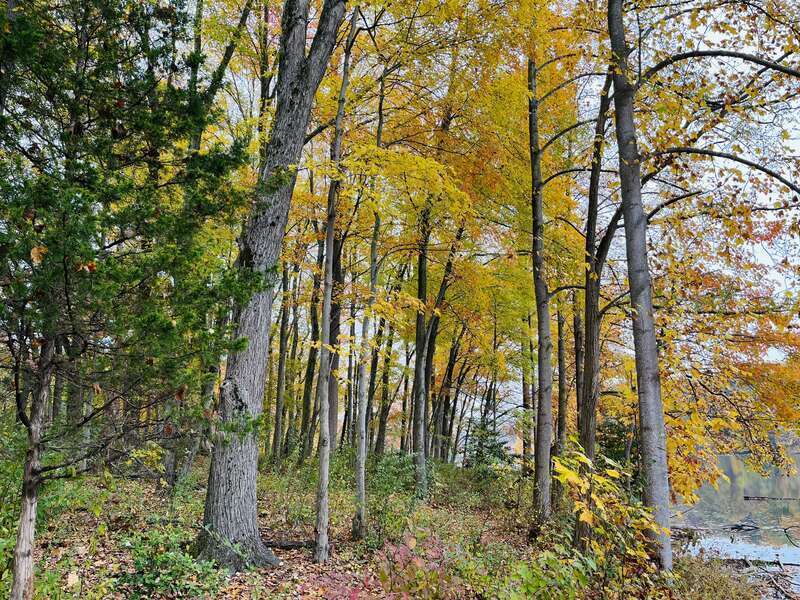 Fall foliage in Seneca Creek State Park