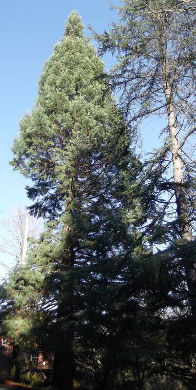 Went out for a New Years Day walk to find Sequoia trees in my town, saw three big ones. They are not native, but seem to thrive.

s010113 050