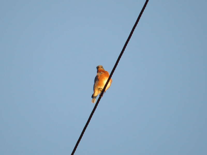 Sialia sialis (Linnaeus, 1758), Eastern Bluebird, Gainesville, Florida, USA, 27 October 2014