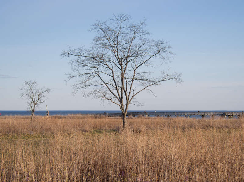 A tree in Silver Sands State Park.