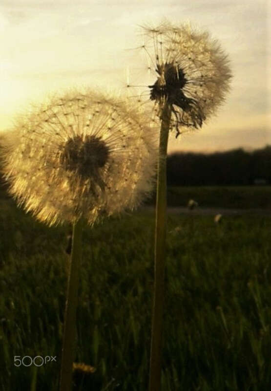 500px provided description: Sisters [#500pxfresh ,#FREShness]