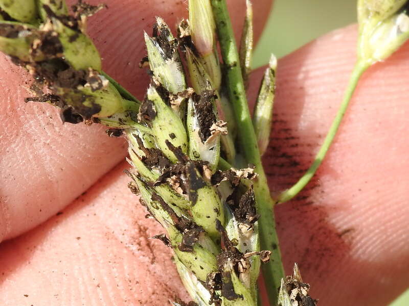 Loose kernel smut (Sporisorium cruentum)