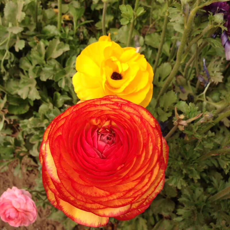 500px provided description: The photo was taken at The Flower Fields at Carlsbad Ranch, via my iPhone, slightly edited on on Mac Photos - www.imacslow.com/about/ [#yellow ,#sky ,#flowers ,#spring ,#water ,#flower ,#blue ,#plant ,#green ,#garden]