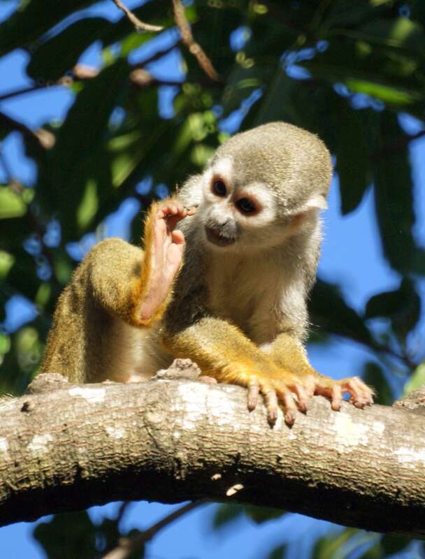 Squirrel monkeys roam freely on the 35 acre grounds of the Bonnet House Museum &amp;amp; Gardens in Fort Lauderdale, Florida.