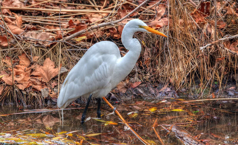 500px provided description: The great white hunter looking for some tasty tadpoles, frogs, crawfish, minnows etc. He didn't miss any of three times I saw him strike. That would be the three times I tried to get the shots but was late, and it was too
