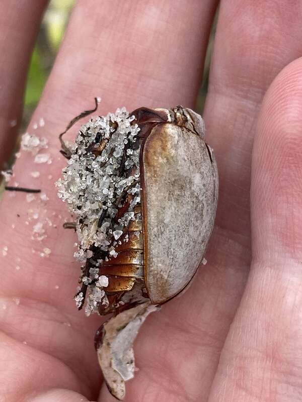 Smooth Ox Beetle (Strategus antaeus)