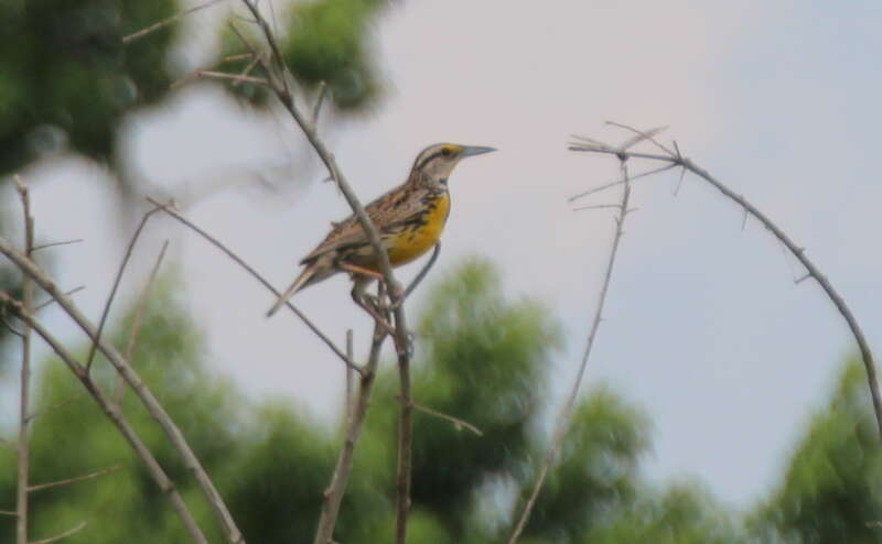Eastern Meadowlark